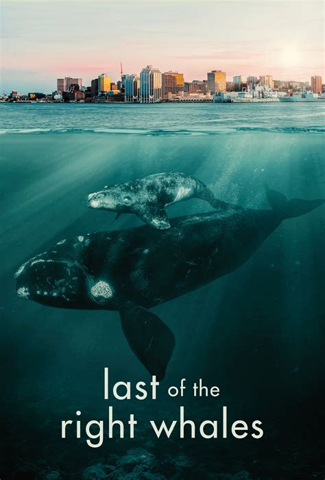 the last of the right whales