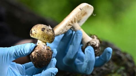 the latest news mushroom poisoning vic