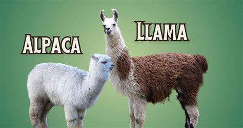 the llamas