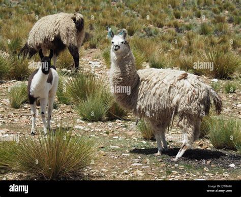 the llamas in the field