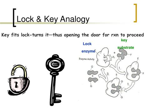 The Lock And Key Analogy With Neural Communication Refers To