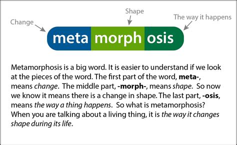 the metamorphosis word count
