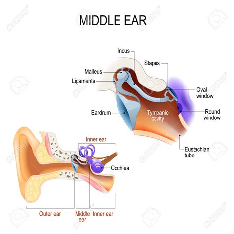 the middle ear contains three ossicles