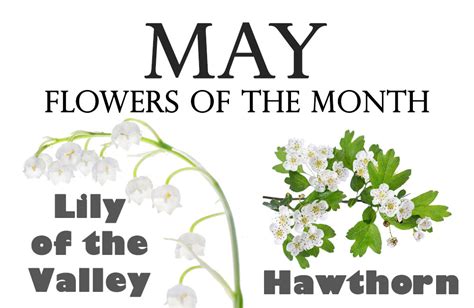 the month of may flower