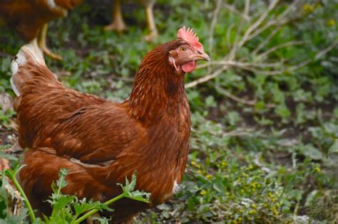 the most productive egg laying chicken breeds