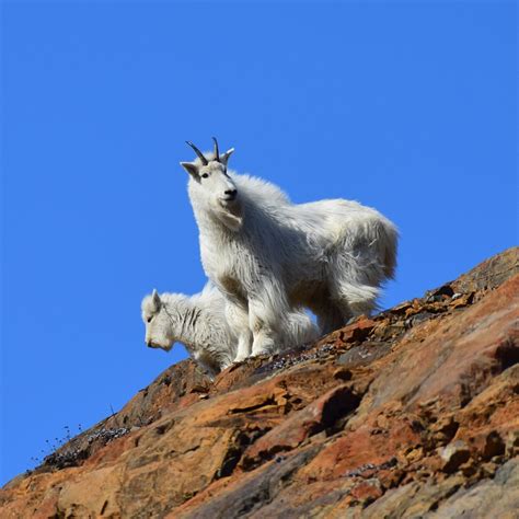 the mountain goats website
