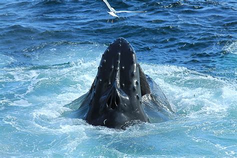 the negative impacts of whale-watching