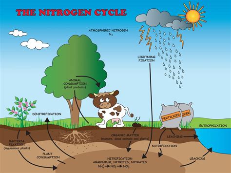 The Nitrogen Cycle Is An Example Of A