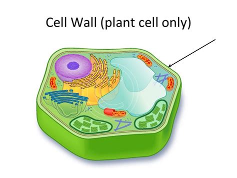 The Outer Support And Protective Structure Of A Plant Cell Is