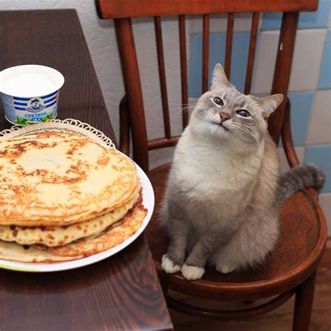 the pancake more trait in cats