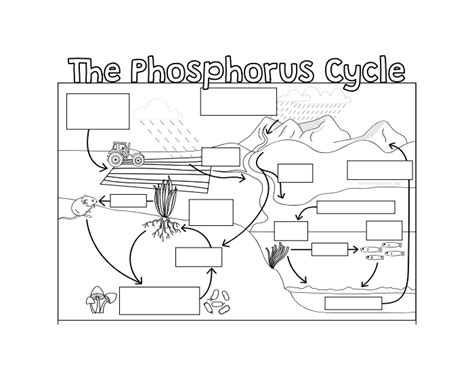 Phosphorus cycle worksheet