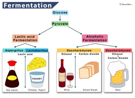 The Process Of Fermentation Is Generally Utilized In Making