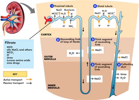 The Process Of Filtration In A Nephron Occurs In The