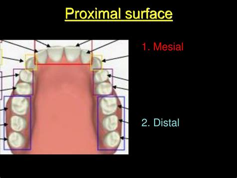 The Proximal Surface Of A Tooth