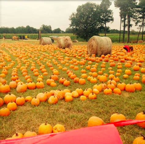 the pumpkin patch near me