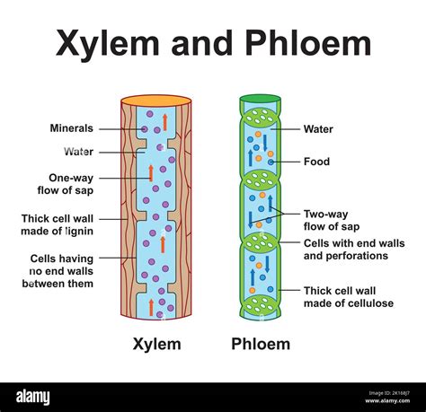 The Purpose Of Xylem