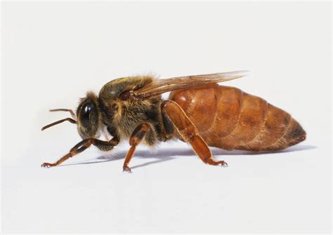 the queen bee summary