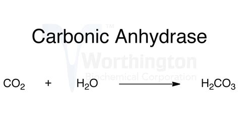 the reaction of carbonic anhydrase catalyzes