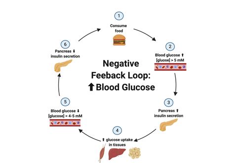 the regulation of blood sugar is an example of a negative feedback loop because