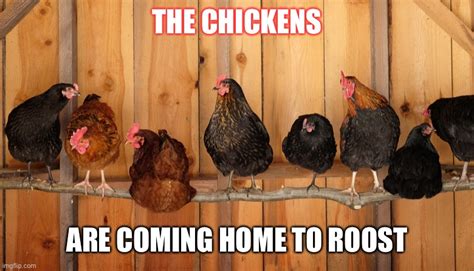 the roosters come home to roost