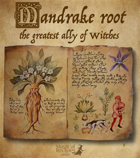 Root Witches by Damiankrzywonos Art 2D CGSociety