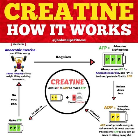the science of creatine