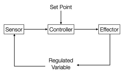The Sensors Controllers And Effectors Of Homeostasis