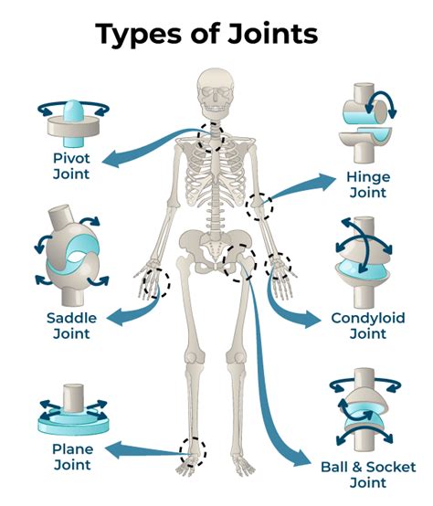 The Shoulder Is An Example Of What 2 Types Of Joint Classification