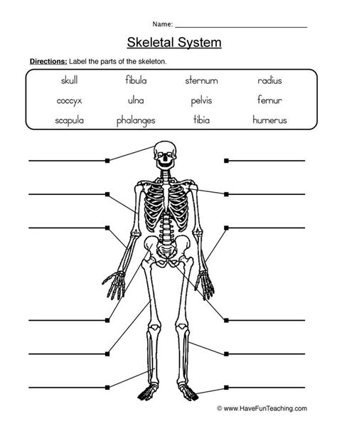the skeletal system worksheet 5