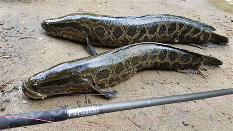 the snakehead fish