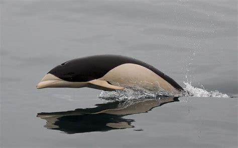 the southern right whale dolphin