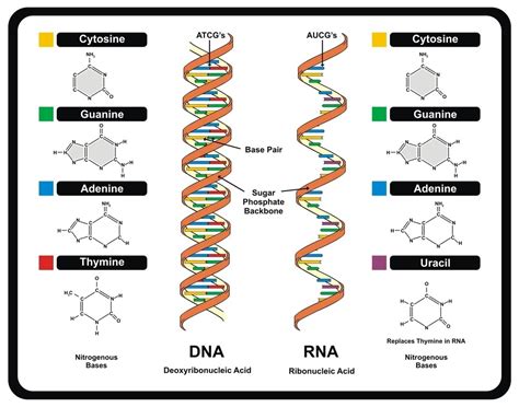 The Structure Of Rna Differs From Dna In That Quizlet