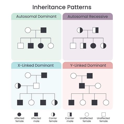the study of biological inheritance patterns