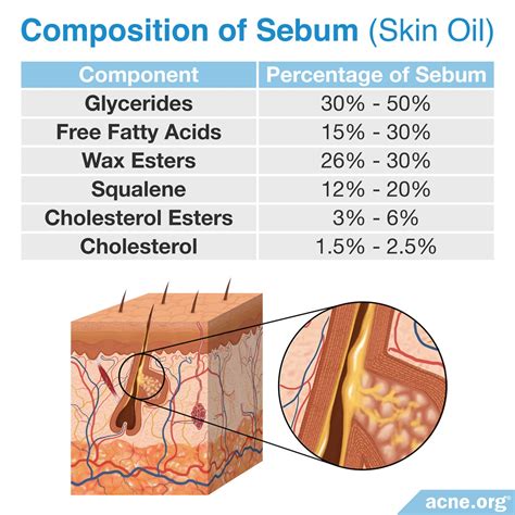 the substance called sebum role in skin