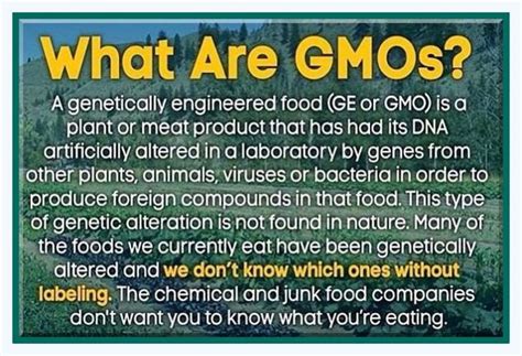 the term gmo stands for