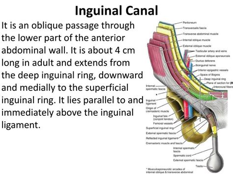 the term inguinal means