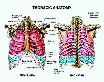 the term thoracic refers to which body part