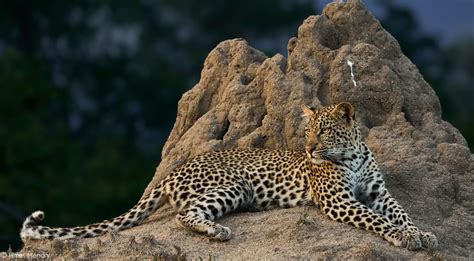 the threats and conservation of leopards