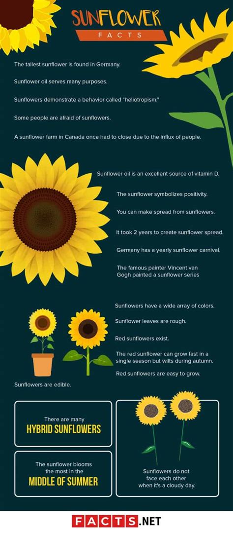 the truth about sunflowers