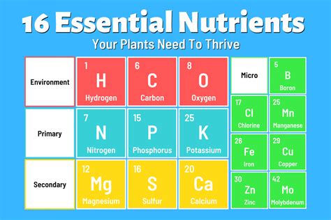 the type of nutrient needed for growth