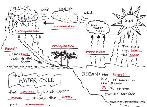 the water cycle practice quizlet