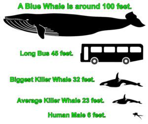 the weight of a whale in pounds