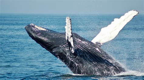 the whale watching guide