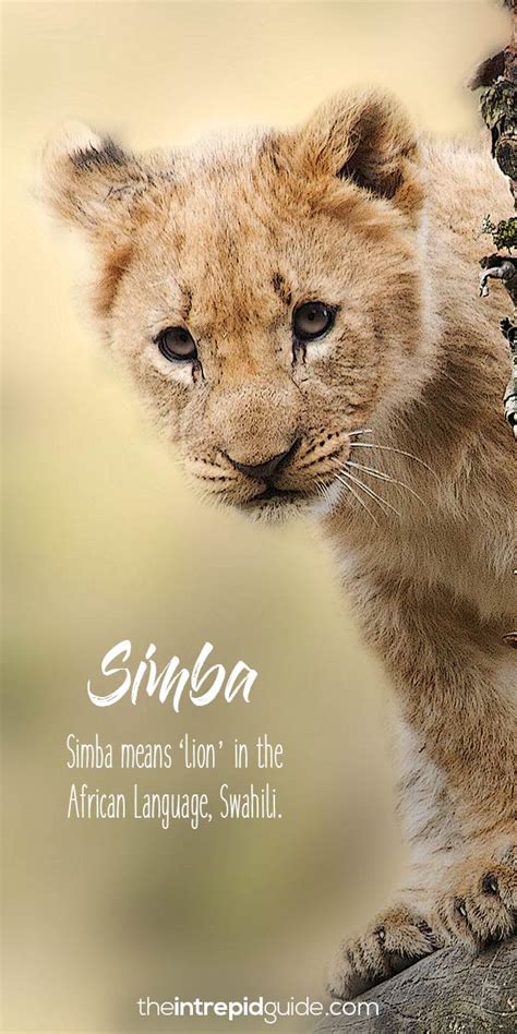 the word simba comes from which language