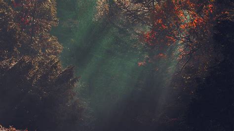 Therapeutic Tree Wallpaper