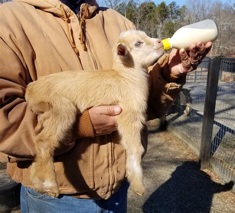 therapy goats for sale