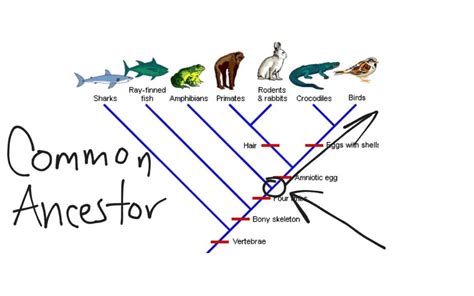 What Is a Cladogram? Definition and Examples
