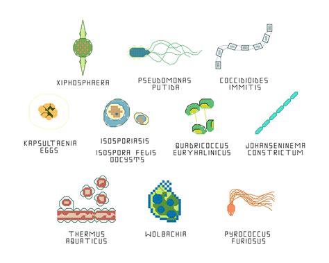 Thermus Aquaticus Classification