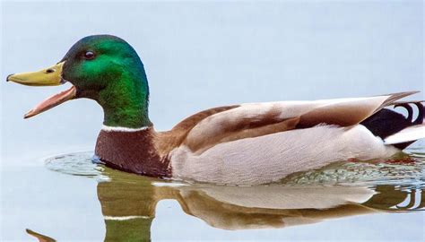 they poisoned wild ducks in large numbers
