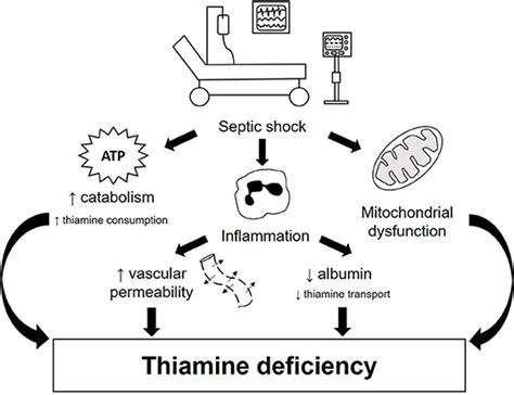 thiamine for septic shock